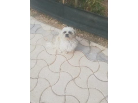 Sus köpeği