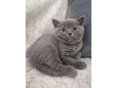 British shorthair erkek yavru