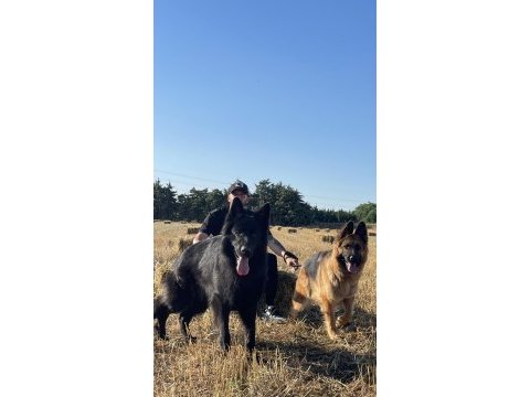 A secereli showline alman çoban yavruları