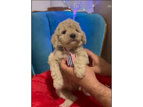 Maltipoo yavrularımız ırk ve sağlık garantili