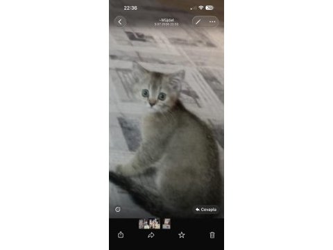 Golden ny 12 erkek kedimiz yeni sahibini bekliyor