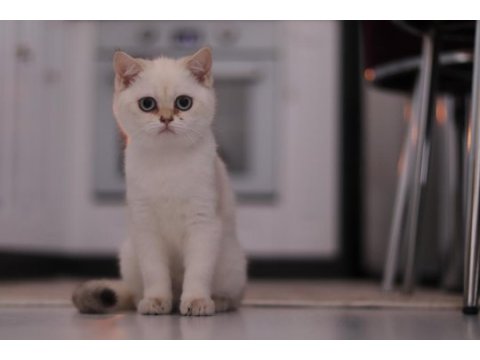 Şecereli safkan british shorthair ny1133 dişi yavru