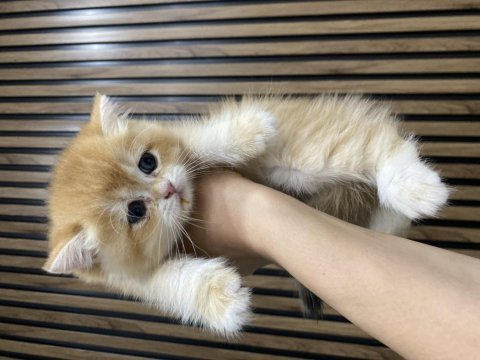 Gold british shorthair  yavrularımız 