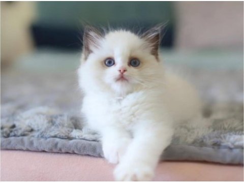 Türkiyenin en değerli kedisi ragdoll