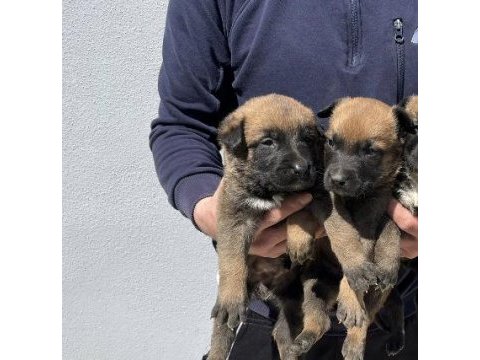 40 günlük hırs küpü belçika malinois yavrular