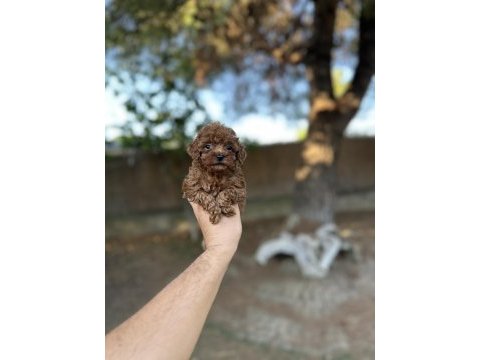 Sağlık ve ırk garantili toy poodle yavrularımız