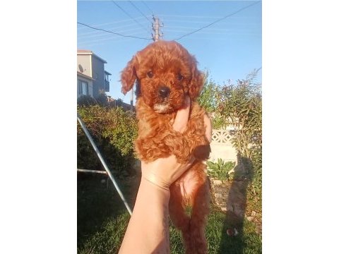 Toy poodle yavruları