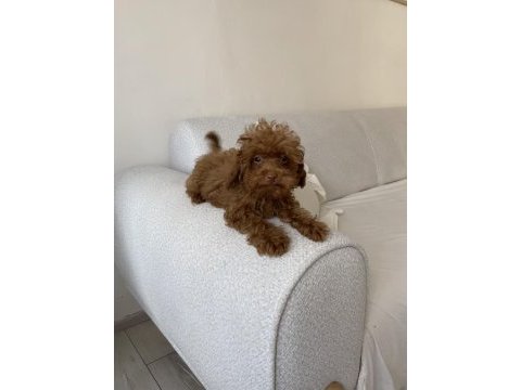 Toy poodle dişi yavru