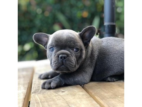 French bulldog yavruları