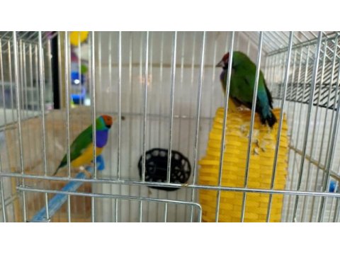 Goldin finch