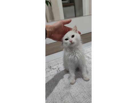 Ankara kedisi beyaz