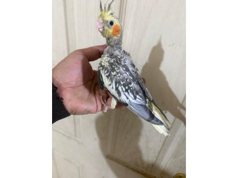 38 günlük konuşturmalık bebek sultan papağanı