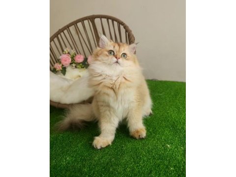 Golden british longhair güzeller güzeli̇ yavrular
