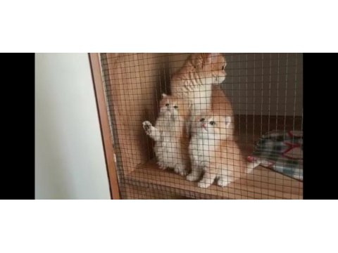 35 günlük hamile babalık hakkı alınmayacak