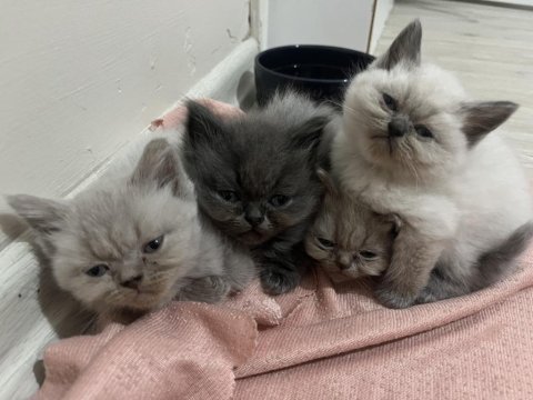 1.5 aylık british shorthair