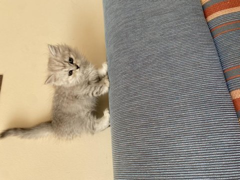 Evinizin yeni british shorthair arkadaşı
