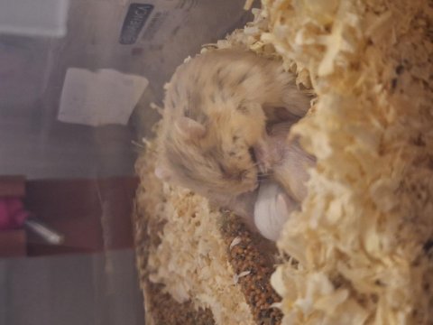 Ele alışık sağlıklı gonzales hamster yavruları