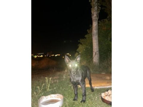 3 aylık yavru belçika kurdu