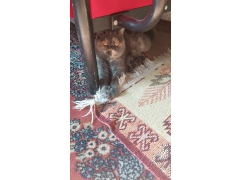 British shorthair dişi kısır kedimiz 1 yaşında