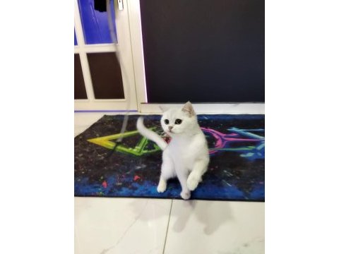 British shorthair & ns 11 silver (1.5 yaşında prensesler)