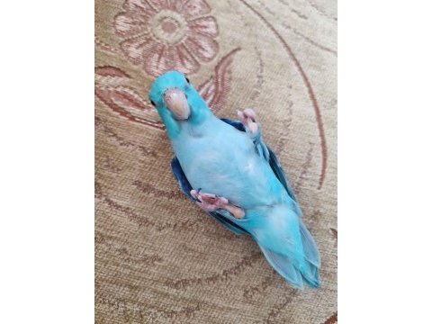 Full evcil 3 aylık mavi erkek forpus papağanı