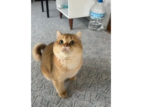 Saf kan scr kayıtlı ny11 golden british shorthair yavrum