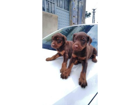 Safkan doberman yavrular