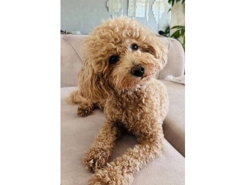 Harika surat poodle kızımız yeni sahibini bekliyor