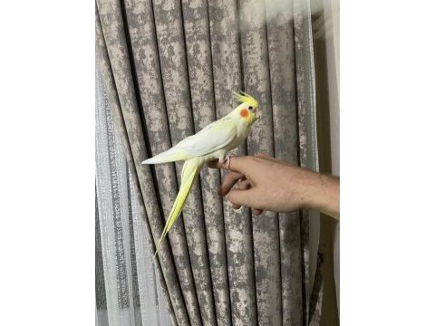Kırmızı göz erkek yavru sultan papağanı