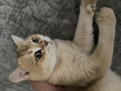 İyi bakacak kişi aranıyor kedimiz ücretsiz verilecek