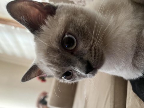 6 aylık kızıma yuva arıyorum british shorthair