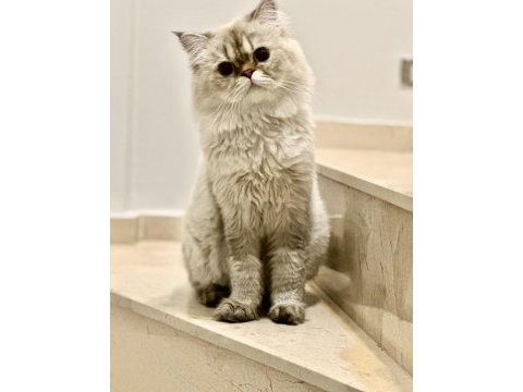 15 aylık erkek british longhair