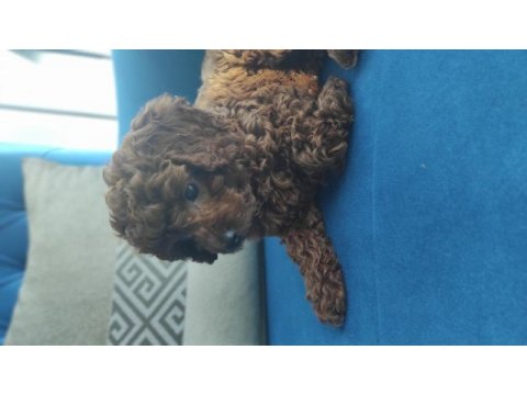 Dark red toy poodle