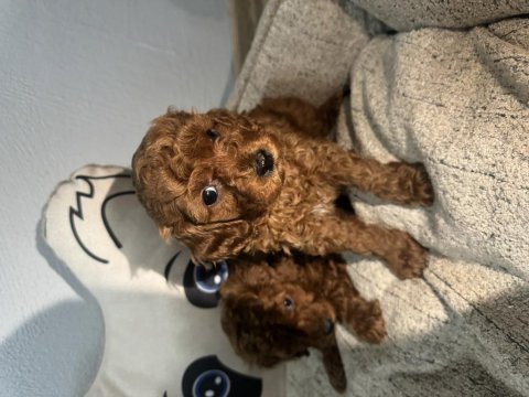 Toy poodle yavrular – yeni yuvalarını arıyor