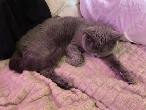 Safkan dişi british shorthair