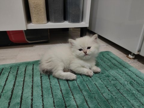 British longhair 50 günlük
