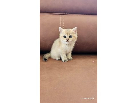 Safkan ev üretimi sereceli golden kediler