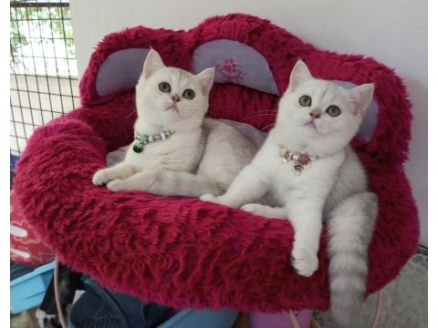 2 ve 3,5 aylık safkan silver shaded catteryden kediler