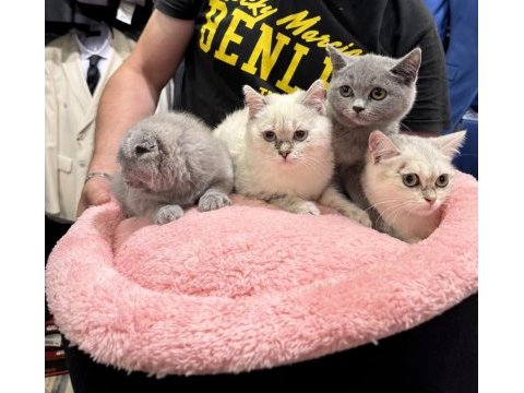 Scottish fold & british shorthair