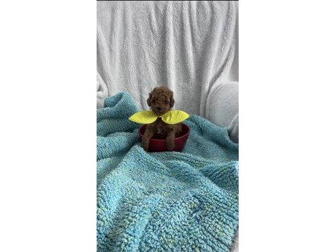 Ev ortamından kore poodle bebekleri