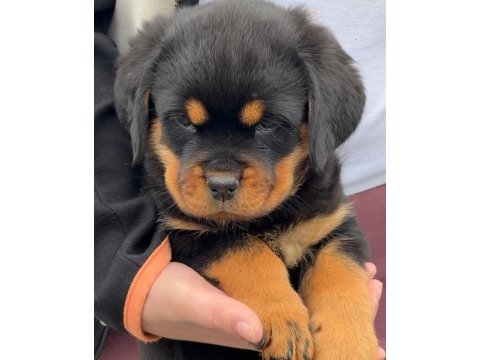 Rottweiler kapıda ödemeli çiftlik kredi kartı geçer