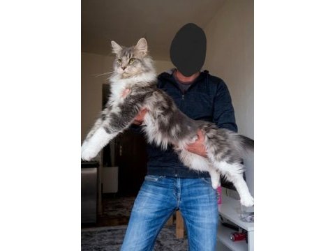 Sağlık ve ırk garantili minik maine coon devler