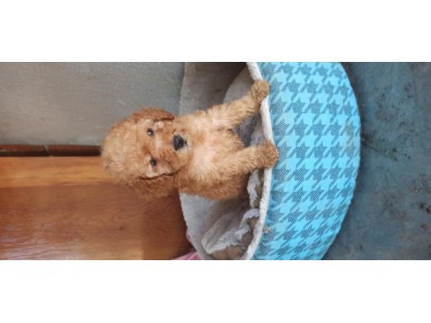 A kaliteli maltipoo