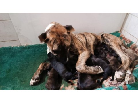 Safkan amerikan tiger presa canario