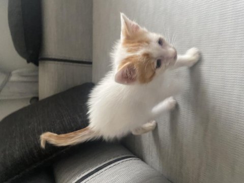 Annesi terk etmiş melez kedimiz
