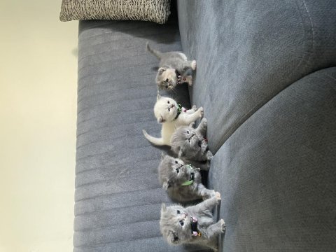 British shorthair