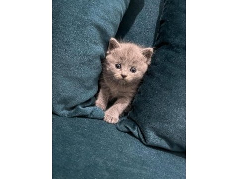 British shorthair kedisi