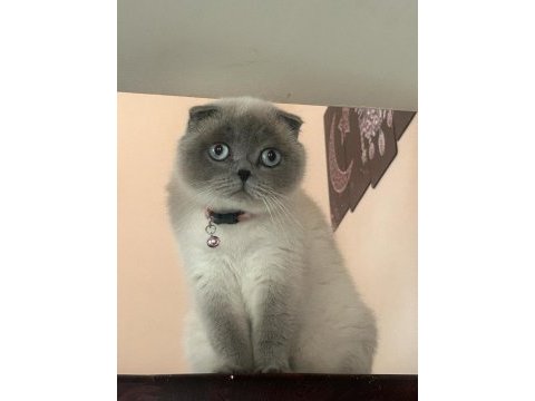 Birbirinden ayrılmayan tatlı scottish fold arkadaşlar uyguna