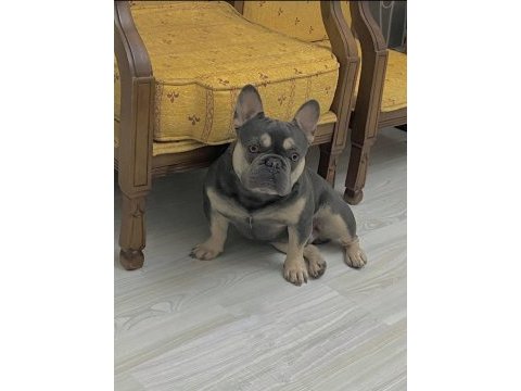 Lilac & tan french bulldog erkeğimiz eşleşmeye açık