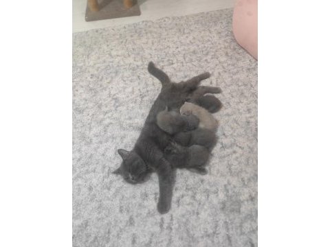 Sağlıklı dişi kedimiz